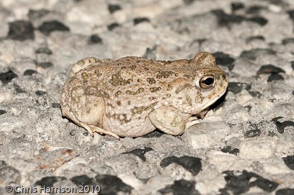 Texas Toad (Anaxyrus speciosus)