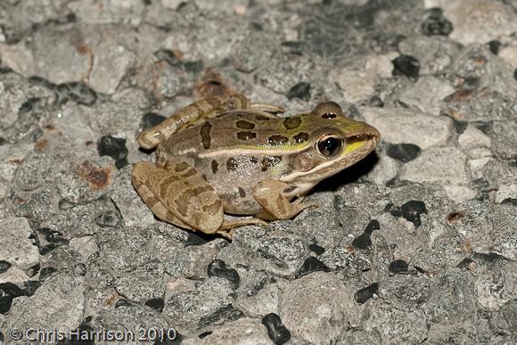 Rio Grande Leopard Frog (Lithobates berlandieri)