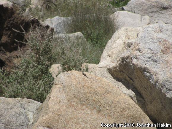 Black-tailed Brush Lizard (Urosaurus nigricaudus)