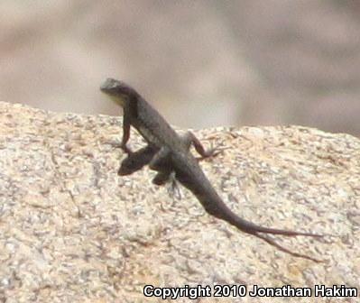 Black-tailed Brush Lizard (Urosaurus nigricaudus)