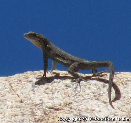 Black-tailed Brush Lizard (Urosaurus nigricaudus)