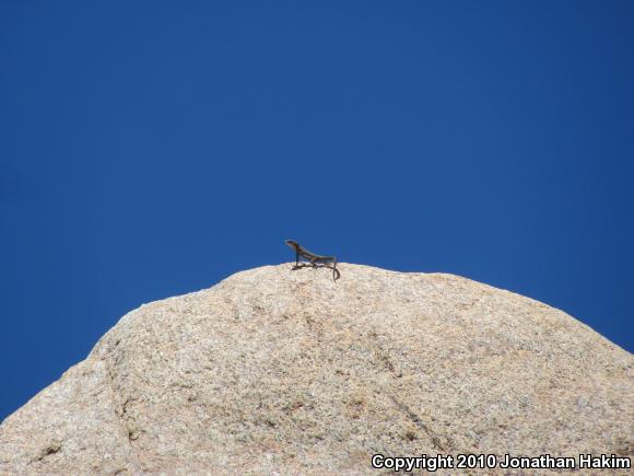 Black-tailed Brush Lizard (Urosaurus nigricaudus)