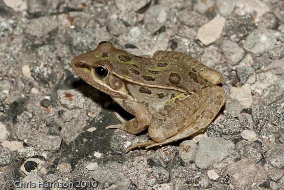 Rio Grande Leopard Frog (Lithobates berlandieri)