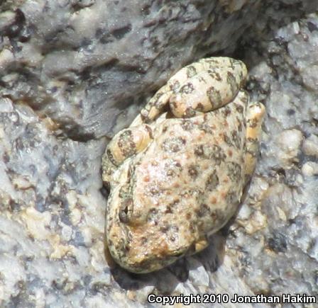 California Treefrog (Pseudacris cadaverina)