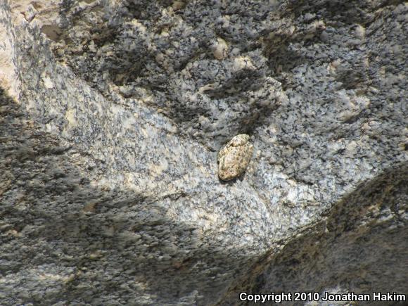 California Treefrog (Pseudacris cadaverina)