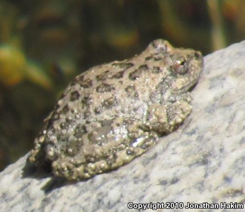 California Treefrog (Pseudacris cadaverina)