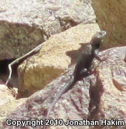 Granite Spiny Lizard (Sceloporus orcutti)