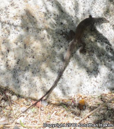 Great Basin Whiptail (Aspidoscelis tigris tigris)