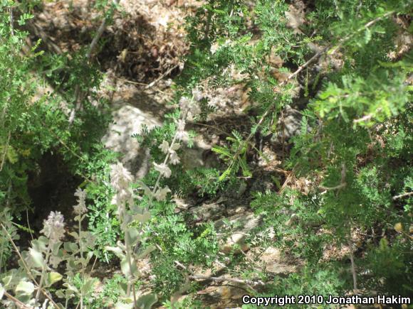 Great Basin Whiptail (Aspidoscelis tigris tigris)