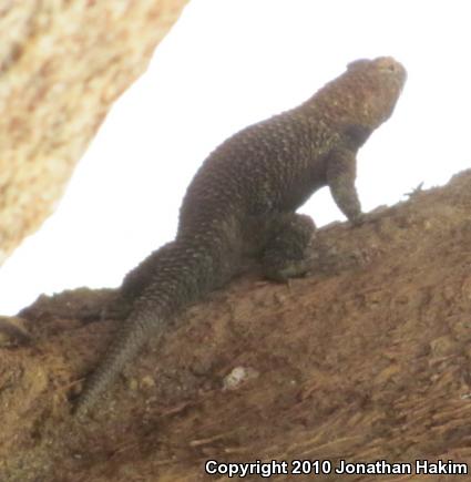 Granite Spiny Lizard (Sceloporus orcutti)