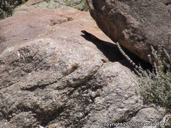 Western Chuckwalla (Sauromalus ater obesus)