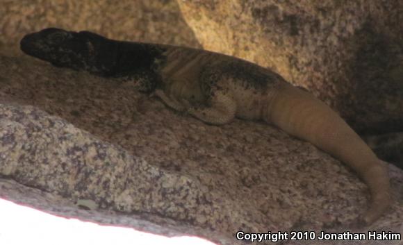 Western Chuckwalla (Sauromalus ater obesus)