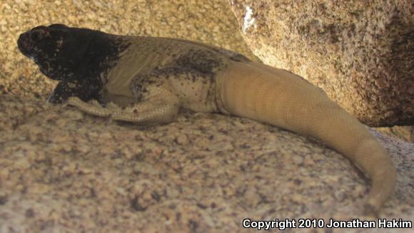 Western Chuckwalla (Sauromalus ater obesus)