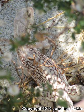 Northern Desert Iguana (Dipsosaurus dorsalis dorsalis)