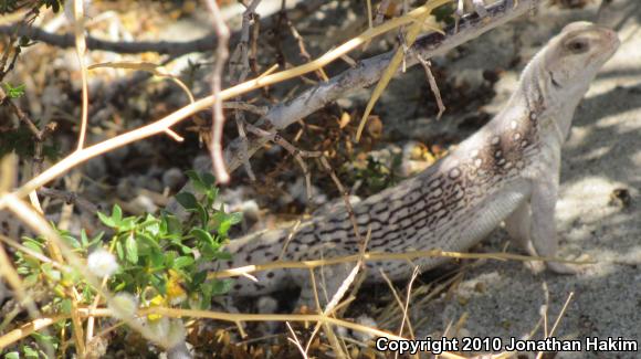 Northern Desert Iguana (Dipsosaurus dorsalis dorsalis)