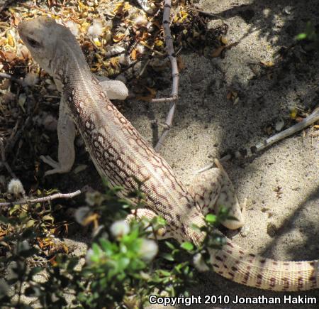 Northern Desert Iguana (Dipsosaurus dorsalis dorsalis)