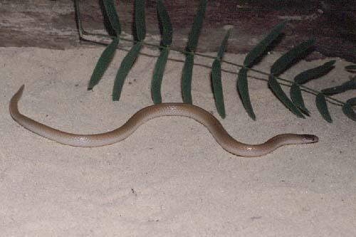 Mexican Black-headed Snake (Tantilla atriceps)