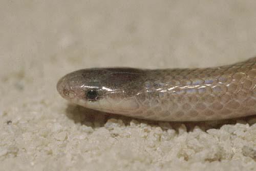 Mexican Black-headed Snake (Tantilla atriceps)