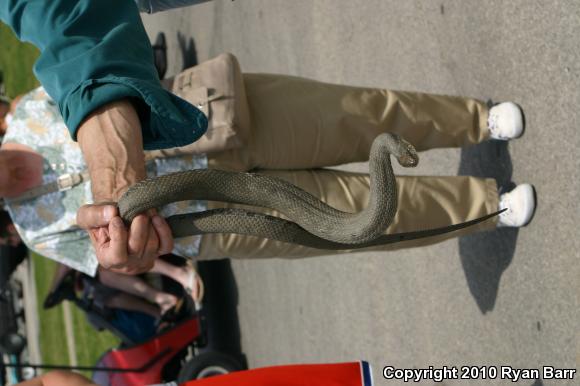 Lake Erie Watersnake (Nerodia sipedon insularum)