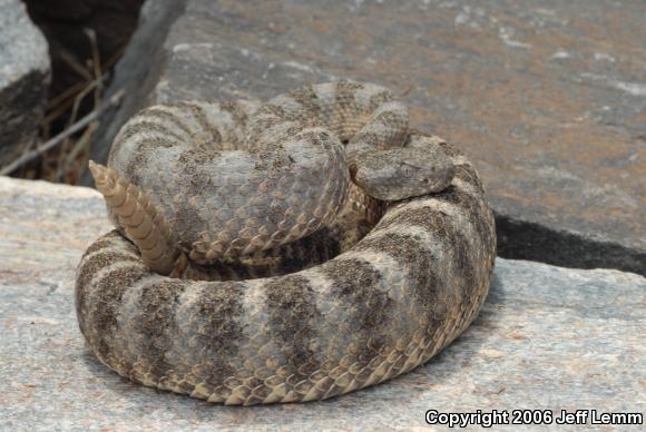 Tiger Rattlesnake (Crotalus tigris)