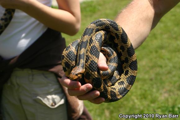 Eastern Foxsnake (Pantherophis gloydi)