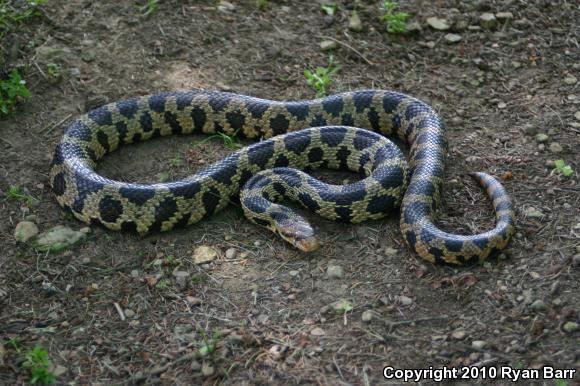 Eastern Foxsnake (Pantherophis gloydi)