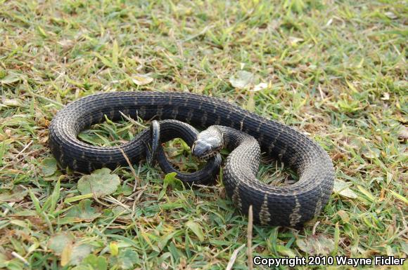 Carolina Watersnake (Nerodia sipedon williamengelsi)