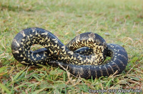 Carolina Watersnake (Nerodia sipedon williamengelsi)