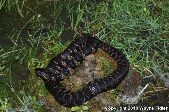 Carolina Watersnake (Nerodia sipedon williamengelsi)