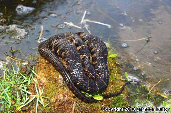 Carolina Watersnake (Nerodia sipedon williamengelsi)