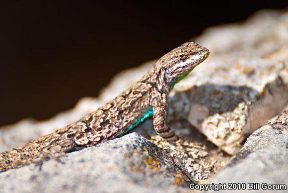 Big Bend Tree Lizard (Urosaurus ornatus schmidti)