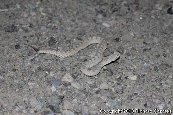 Mojave Desert Sidewinder (Crotalus cerastes cerastes)