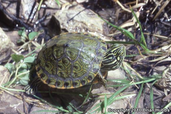 Rio Grande Cooter (Pseudemys gorzugi)