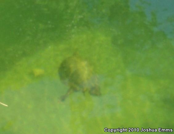 Rio Grande Cooter (Pseudemys gorzugi)