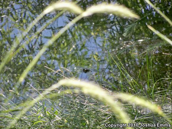 Rio Grande Cooter (Pseudemys gorzugi)