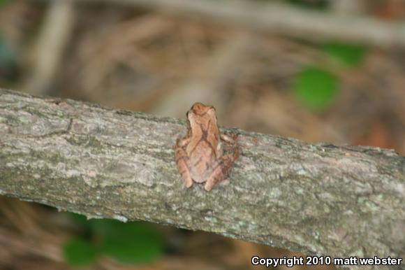 Northern Spring Peeper (Pseudacris crucifer crucifer)