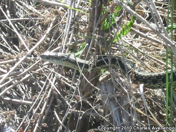 Maritime Gartersnake (Thamnophis sirtalis pallidulus)