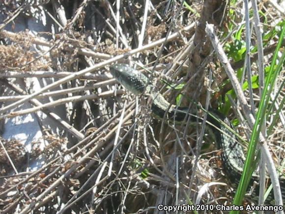 Maritime Gartersnake (Thamnophis sirtalis pallidulus)