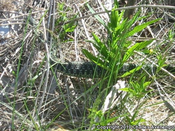 Maritime Gartersnake (Thamnophis sirtalis pallidulus)