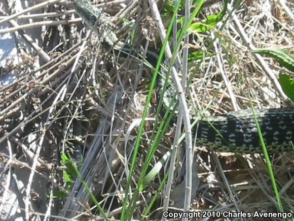 Maritime Gartersnake (Thamnophis sirtalis pallidulus)