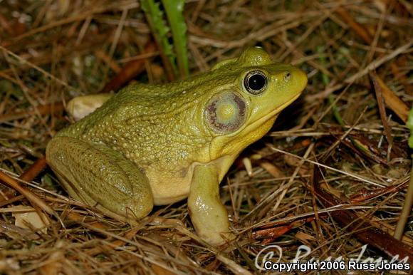 Northern Green Frog (Lithobates clamitans melanota)