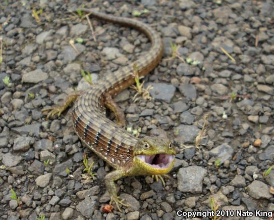 Oregon Alligator Lizard (Elgaria multicarinata scincicauda)