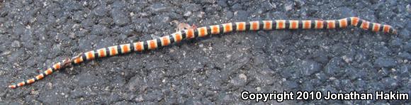 Colorado Desert Shovel-nosed Snake (Chionactis occipitalis annulata)