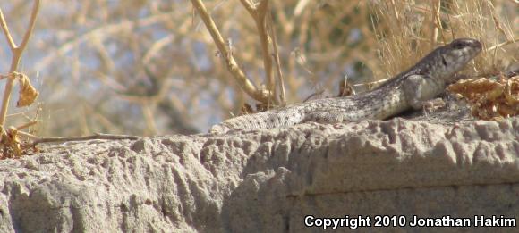 Northern Desert Iguana (Dipsosaurus dorsalis dorsalis)