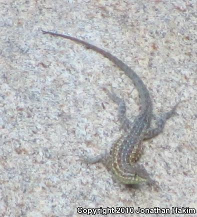 Western Side-blotched Lizard (Uta stansburiana elegans)