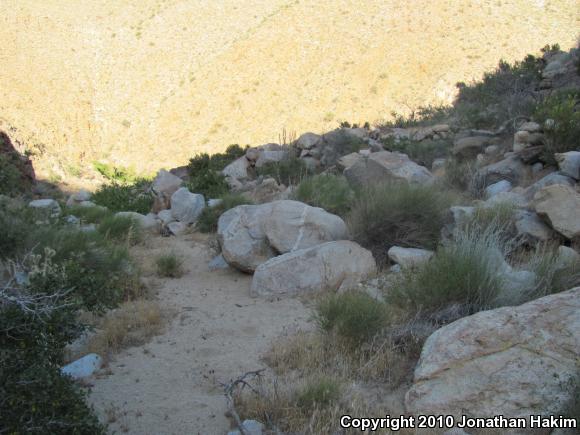 Western Side-blotched Lizard (Uta stansburiana elegans)