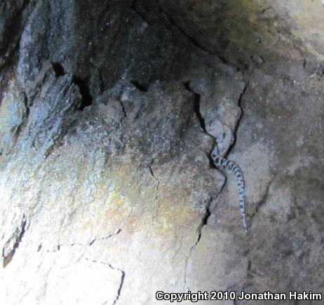 Granite Night Lizard (Xantusia henshawi)