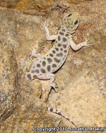 Granite Night Lizard (Xantusia henshawi)