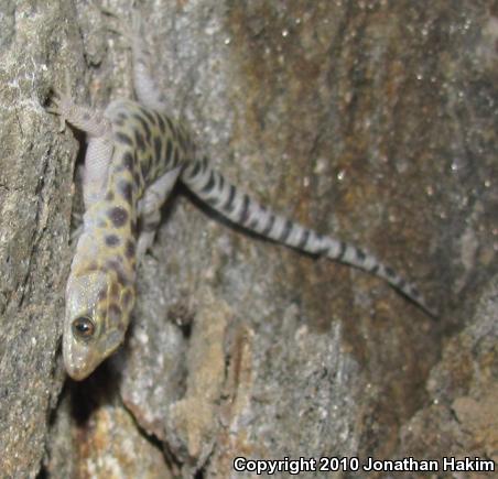 Granite Night Lizard (Xantusia henshawi)