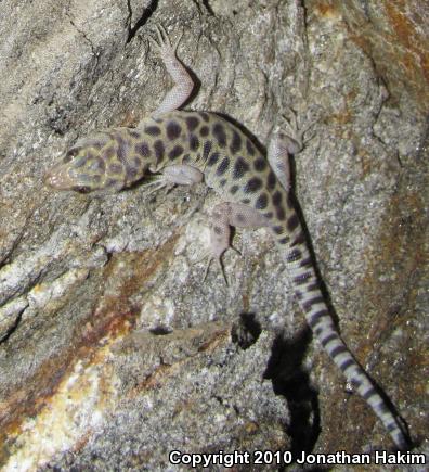 Granite Night Lizard (Xantusia henshawi)